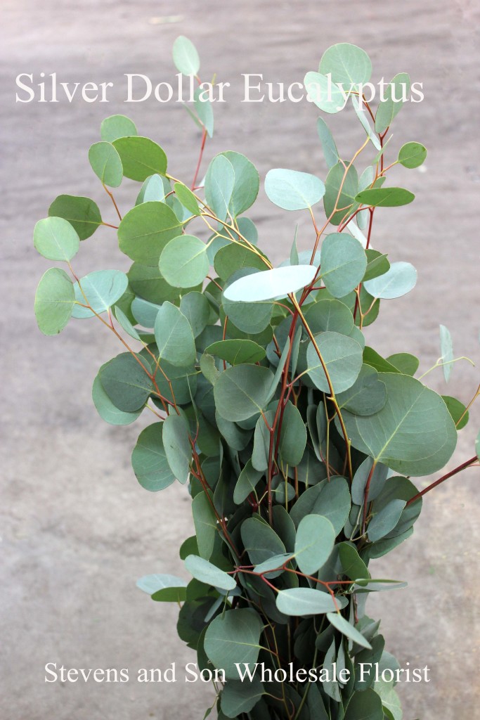 Eucalyptus Silver Dollar - Photo Credit Allison Linder