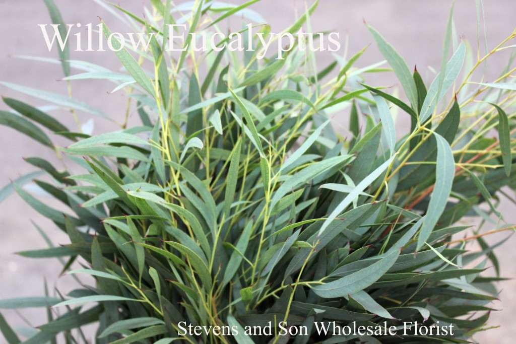 Eucalyptus Willow - Photo Credit Allison Linder