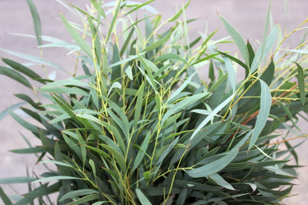 Willow Eucalyptus Stevens and Son Wholesale Florist