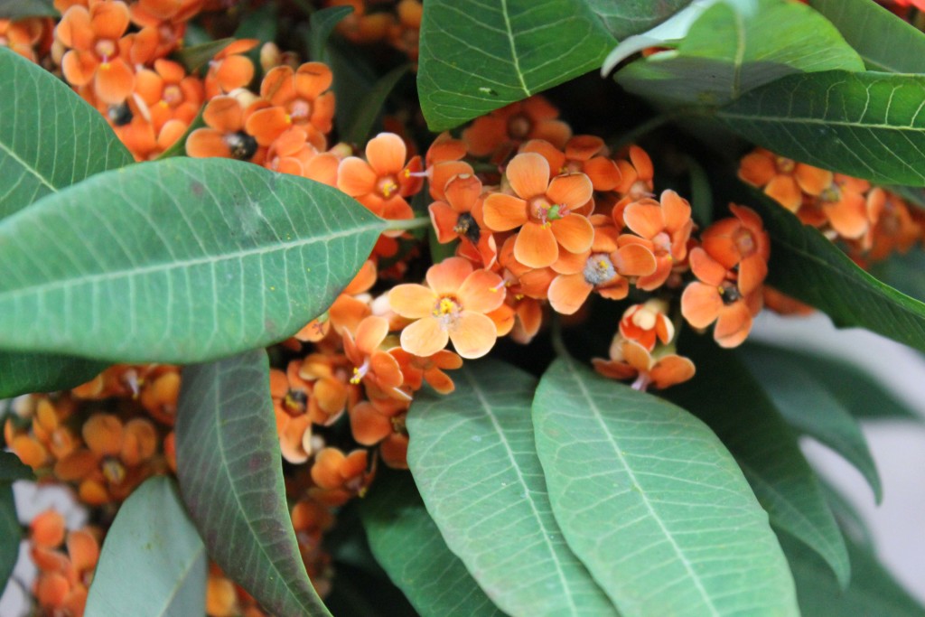 Euphobria - Light Orange - Photo Credit Allison Linder