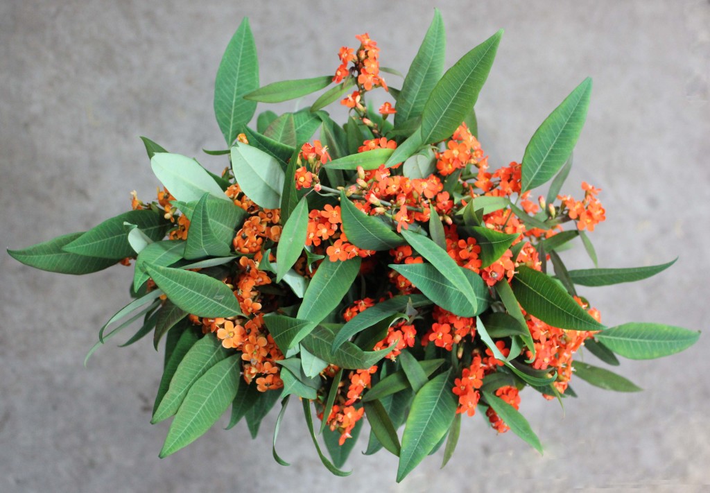 Euphorbia - Aerial - Photo Credit Allison Linder