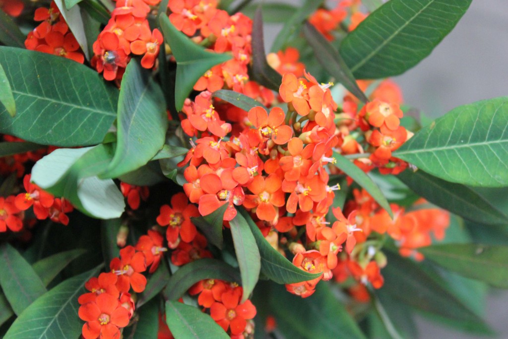 Euphorbia - Dk Orange - Photo Credit Allison Linder
