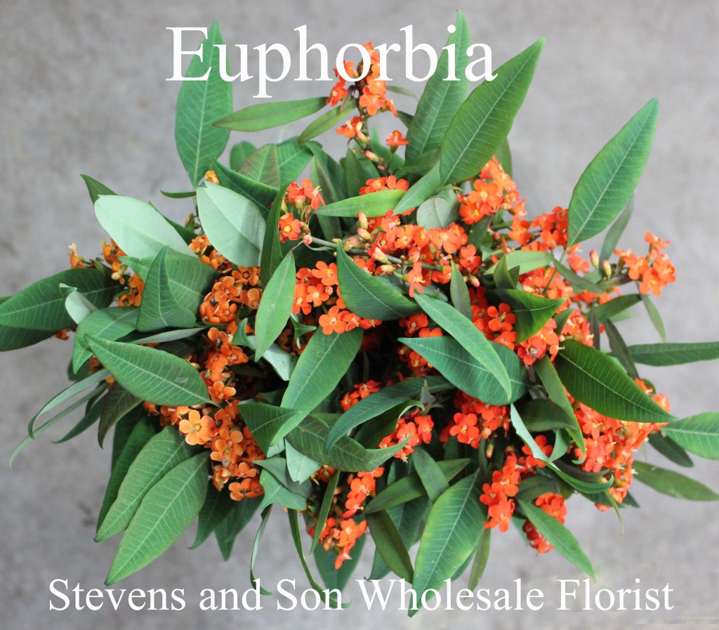 Euphorbia - Photo Credit Allison Linder