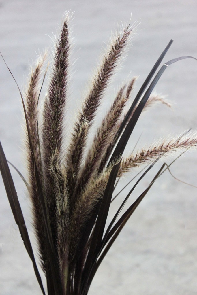 Feather Grass - Closer - Photo Credit Allison Linder