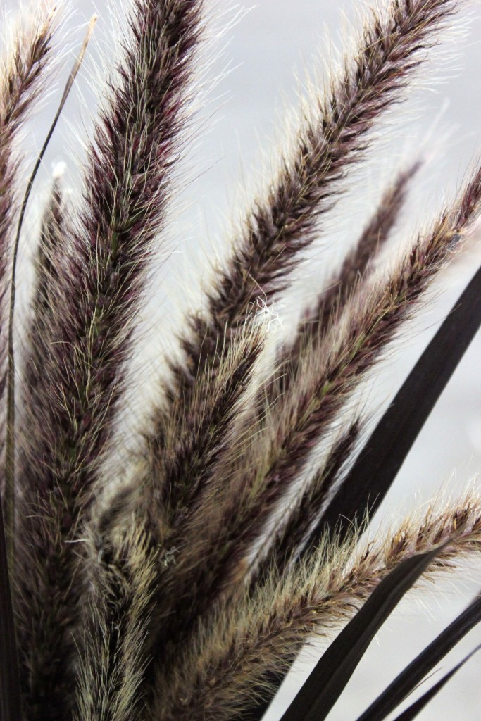 Feather Grass - Detail - Photo Credit Allison Linder