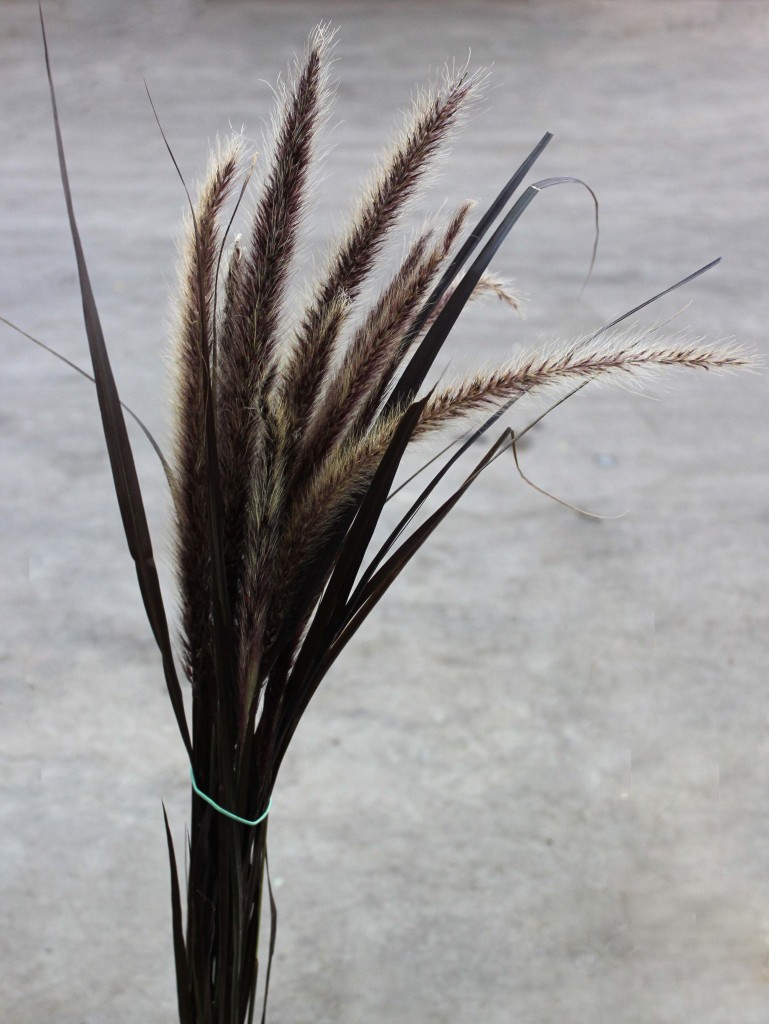 Feather Grass - Side - Photo Credit Allison Linder