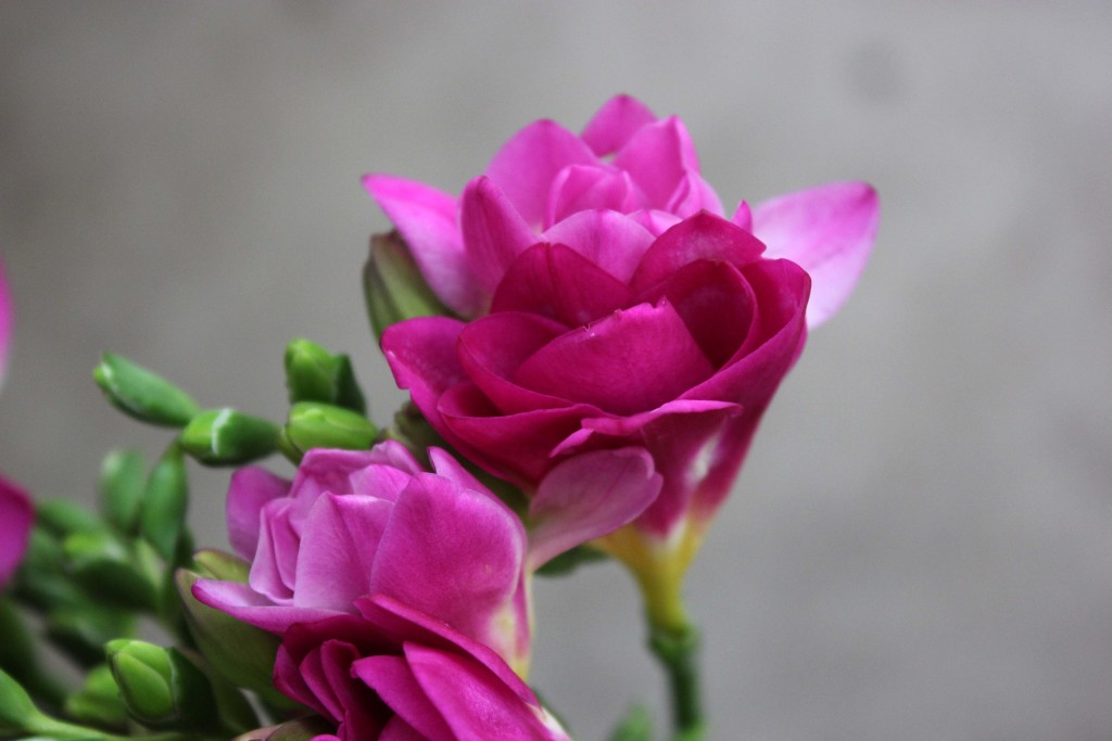 Freesia - Fuchsia Detail - Photo Credit Allison Linder