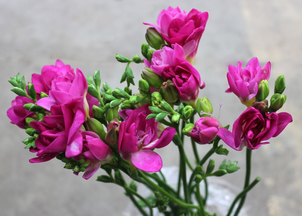 Freesia - Fuchsia Side - Photo Credit Allison Linder