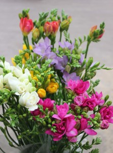 Freesia - Group - Photo Credit Allison Linder