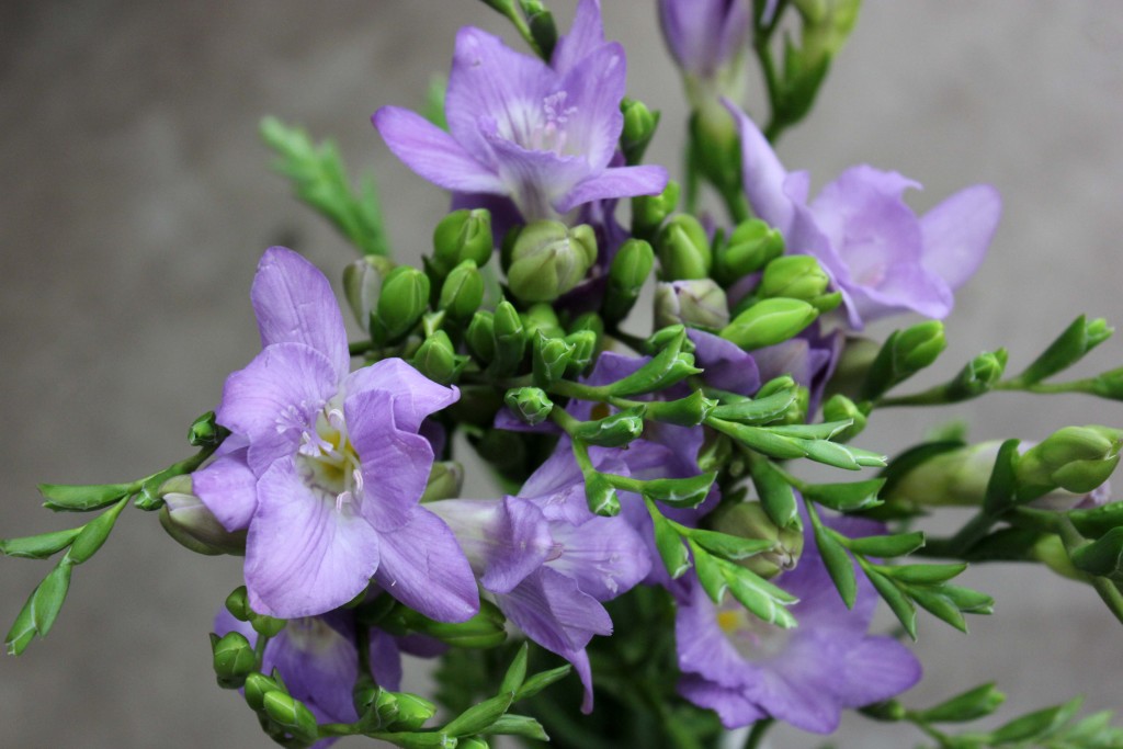 Freesia - Lavender Detail - Photo Credit Allison Linder