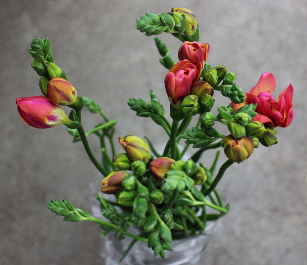 Freesia - Orange Side - Photo Credit Allison Linder