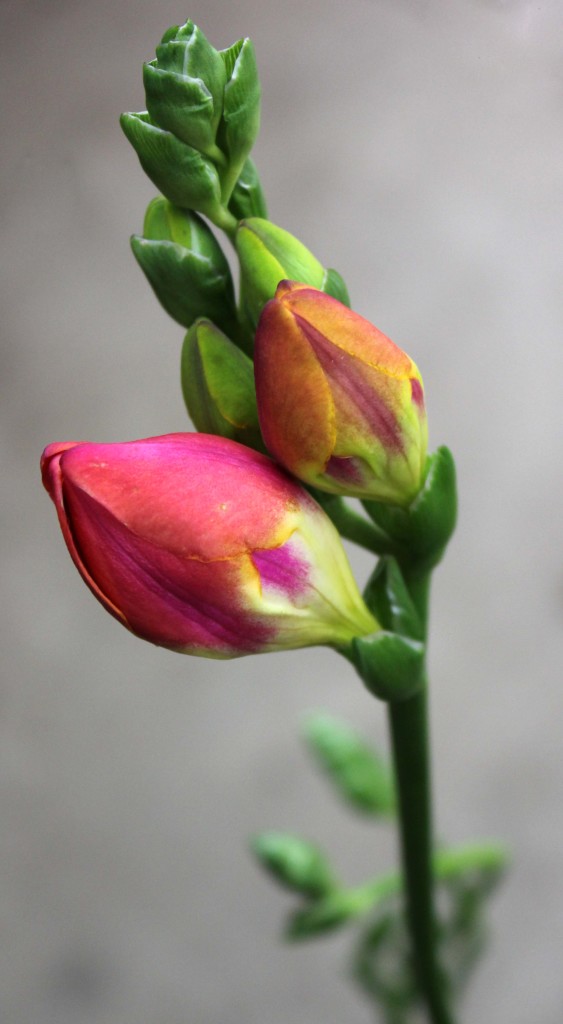 Freesia - Orange Single - Photo Credit Allison Linder