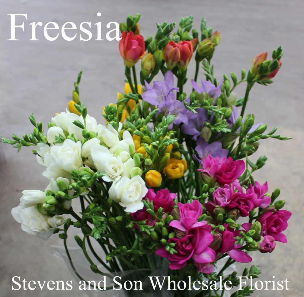 Freesia - Photo Credit Allison Linder