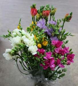Freesia - Side - Photo Credit Allison Linder