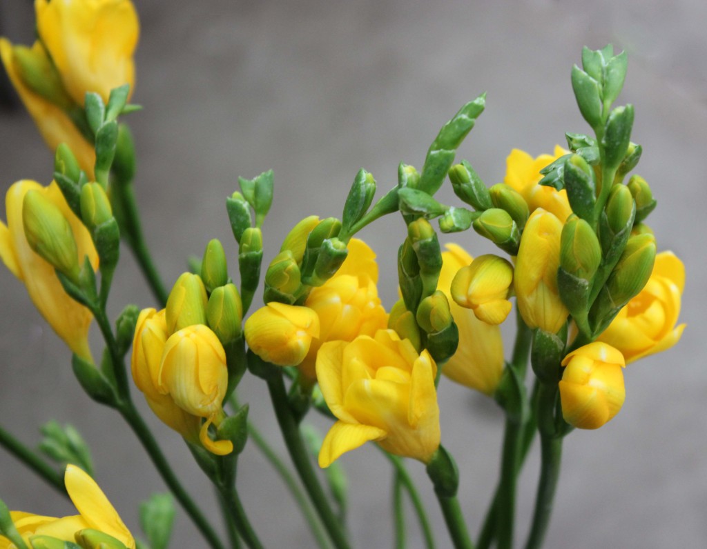 Freesia - Yellow Aerial - Photo Credit Allison Linder