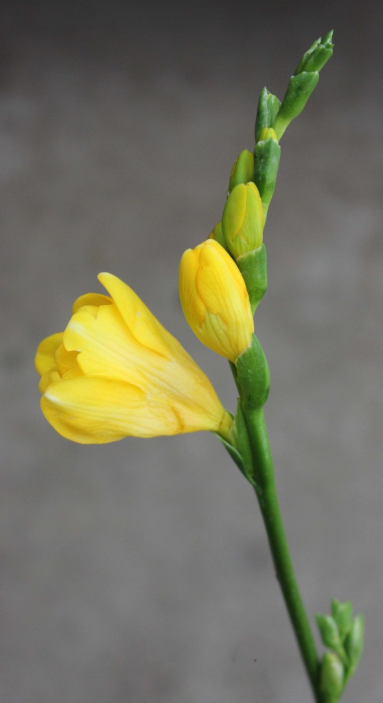 Freesia - Yellow Single - Photo Credit Allison Linder