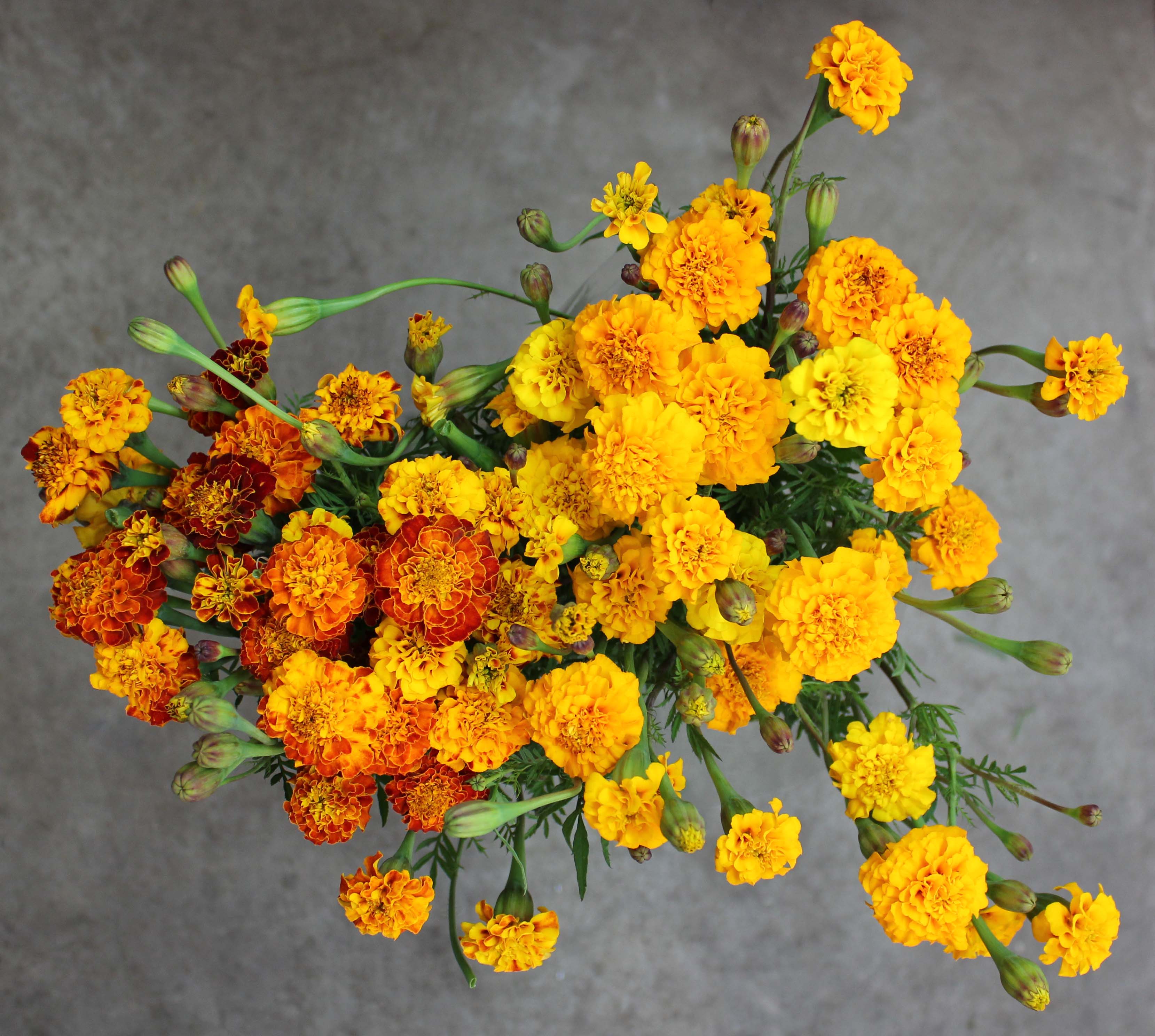 Marigolds Stevens and Son Wholesale Florist