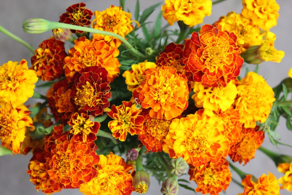 French Marigolds - Bi Color Detail - Photo Credit Allison Linder
