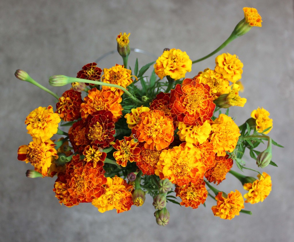 Marigolds Stevens and Son Wholesale Florist