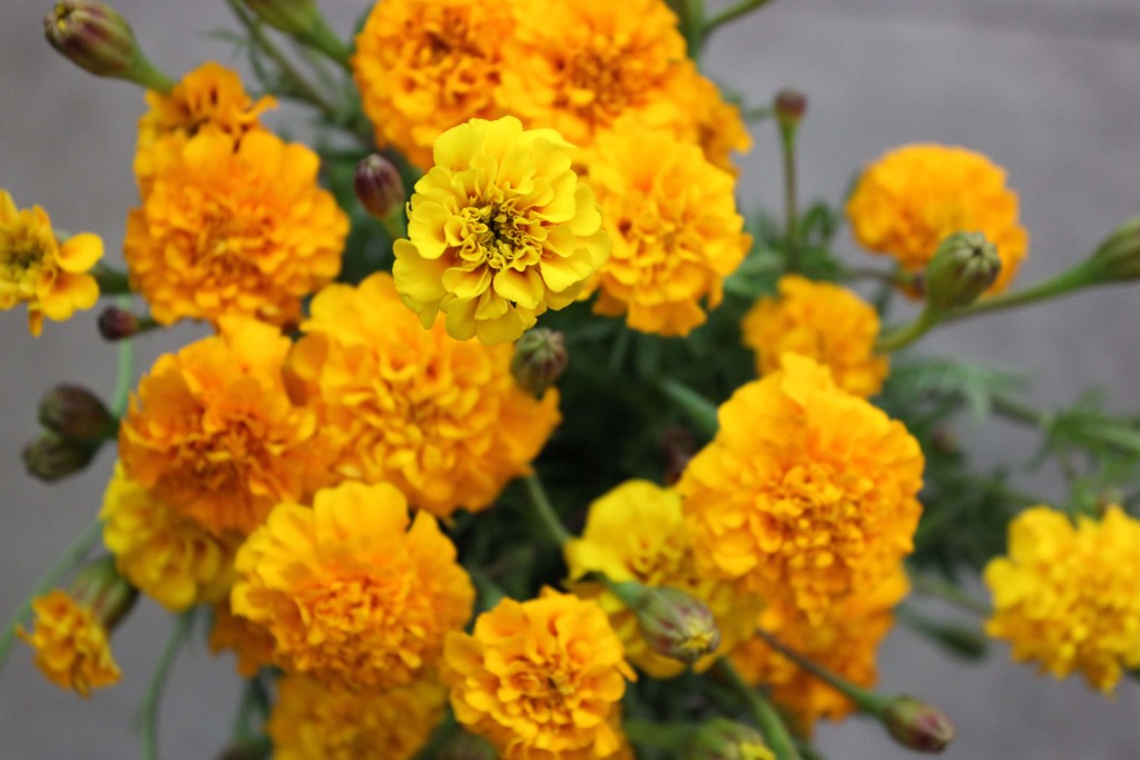 French Marigolds - Orange Detail - Photo Credit Allison Linder