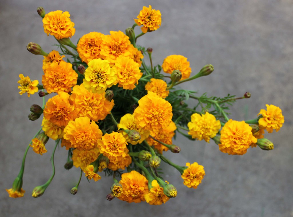 French Marigolds - Orange - Photo Credit Allison Linder