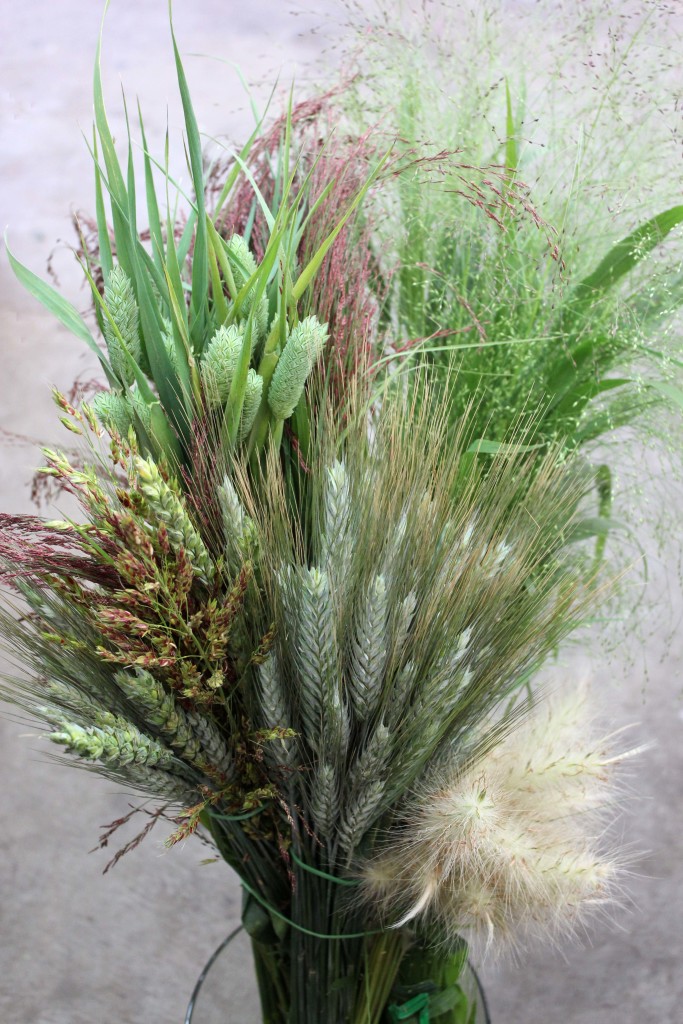 Grass Assorted - Group - Photo Credit Allison Linder