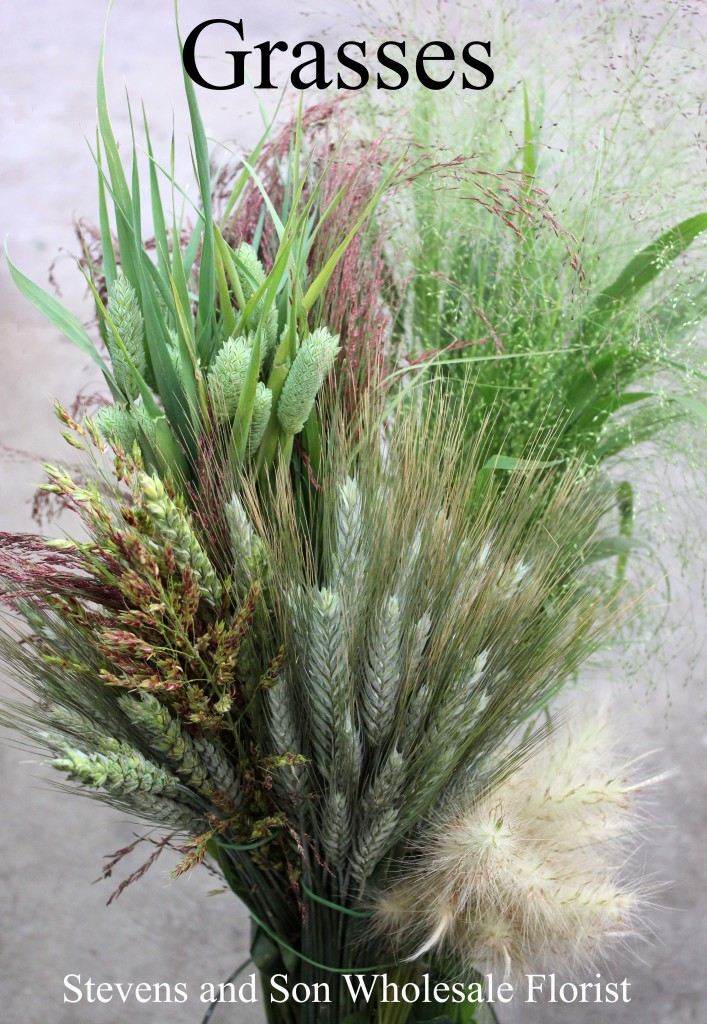 Grass Assorted - Photo Credit Allison Linder