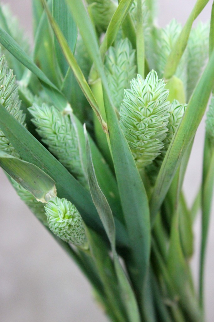 Harding Grass - Detail - Photo Credit Allison Linder