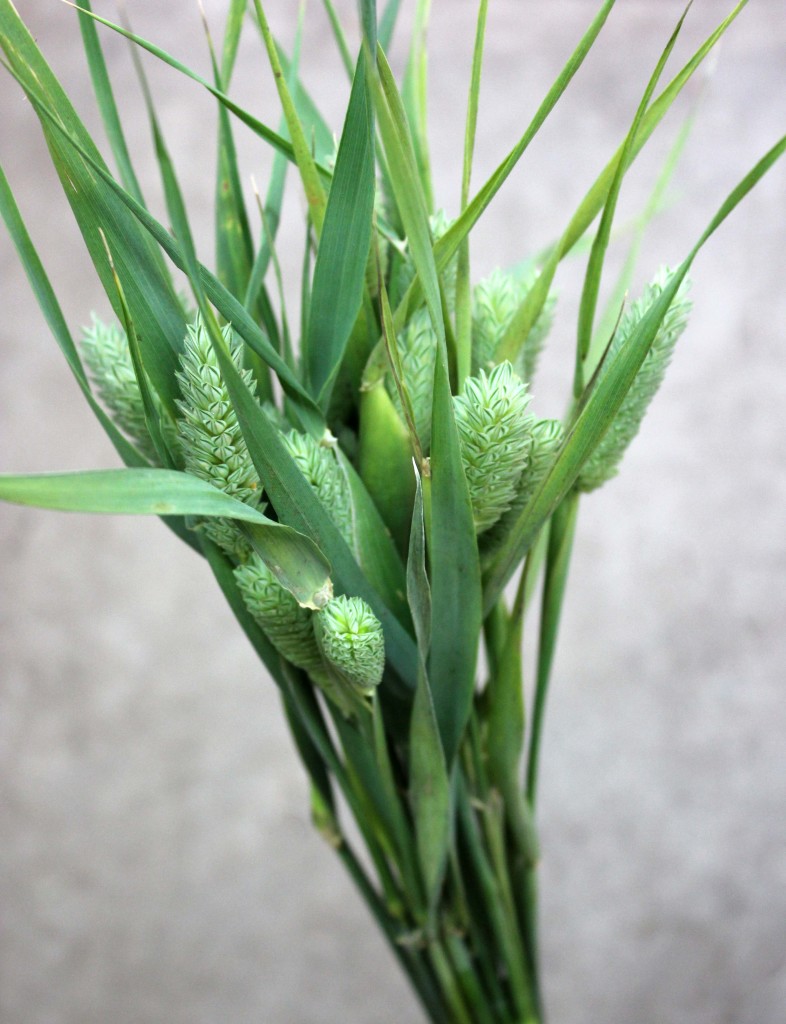 Harding Grass - Side - Photo Credit Allison Linder