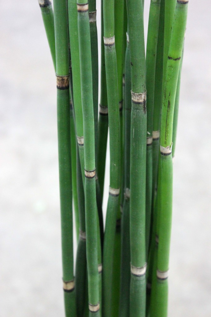 Horsetail - Detail - Photo Credit Allison Linder