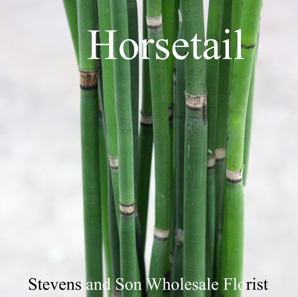 Horsetail - Photo Credit Allison Linder