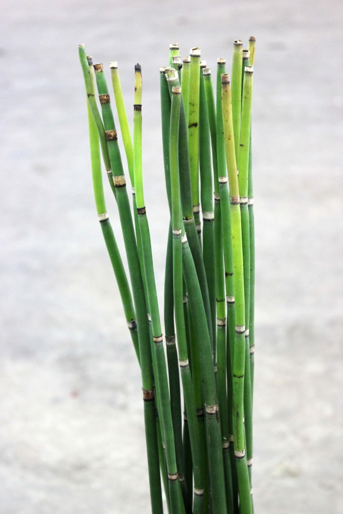 Horsetail - Side - Photo Credit Allison Linder