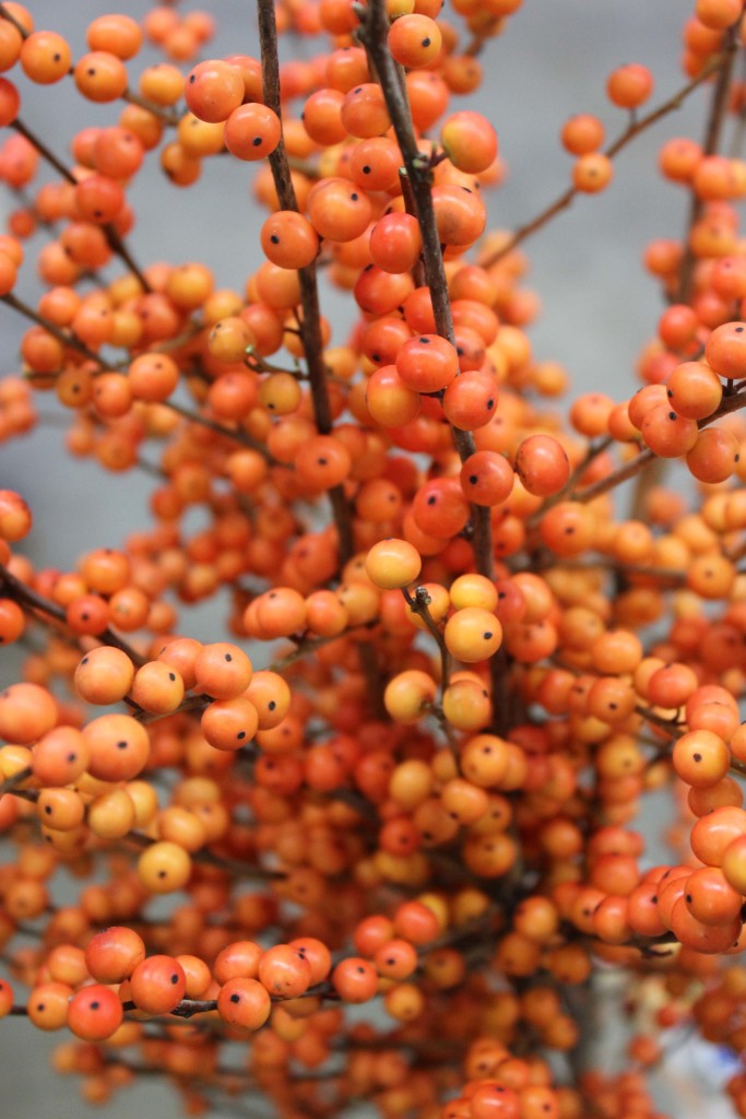 Ilex Berries Stevens and Son Wholesale Florist