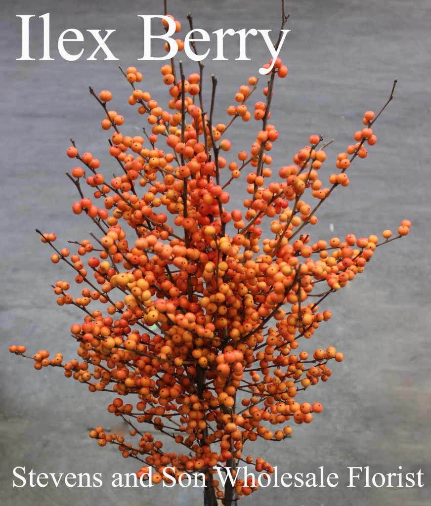 Ilex Berry - Photo Credit Allison Linder