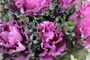 Kale - First Lady Detail - Photo Credit Allison Linder