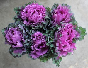 Kale - First Lady - Photo Credit Allison Linder