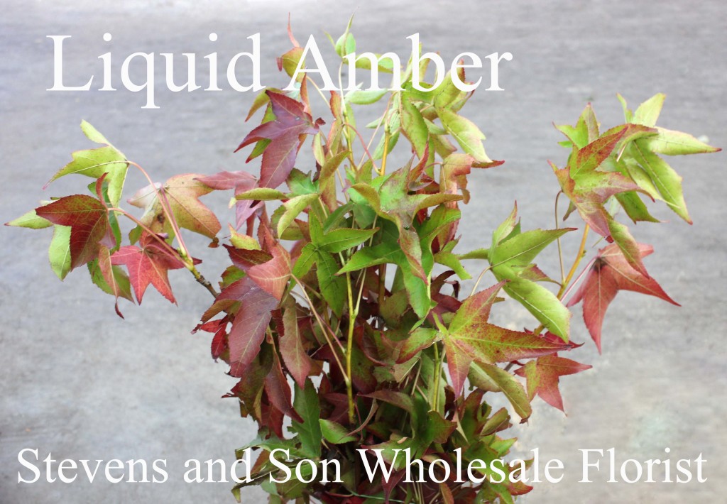 Liquid Amber - Photo Credit Allison Linder