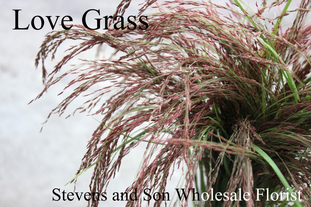 Love Grass - Photo Credit Allison Linder