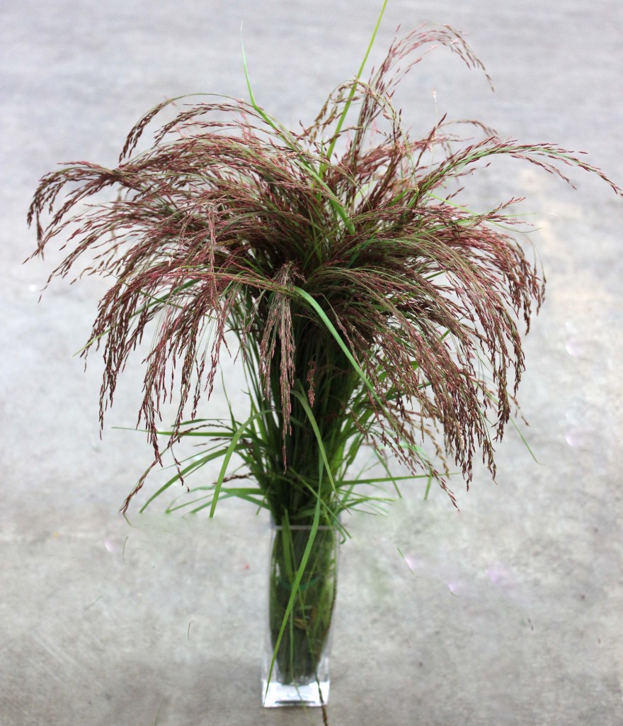 Love Grass Stevens and Son Wholesale Florist