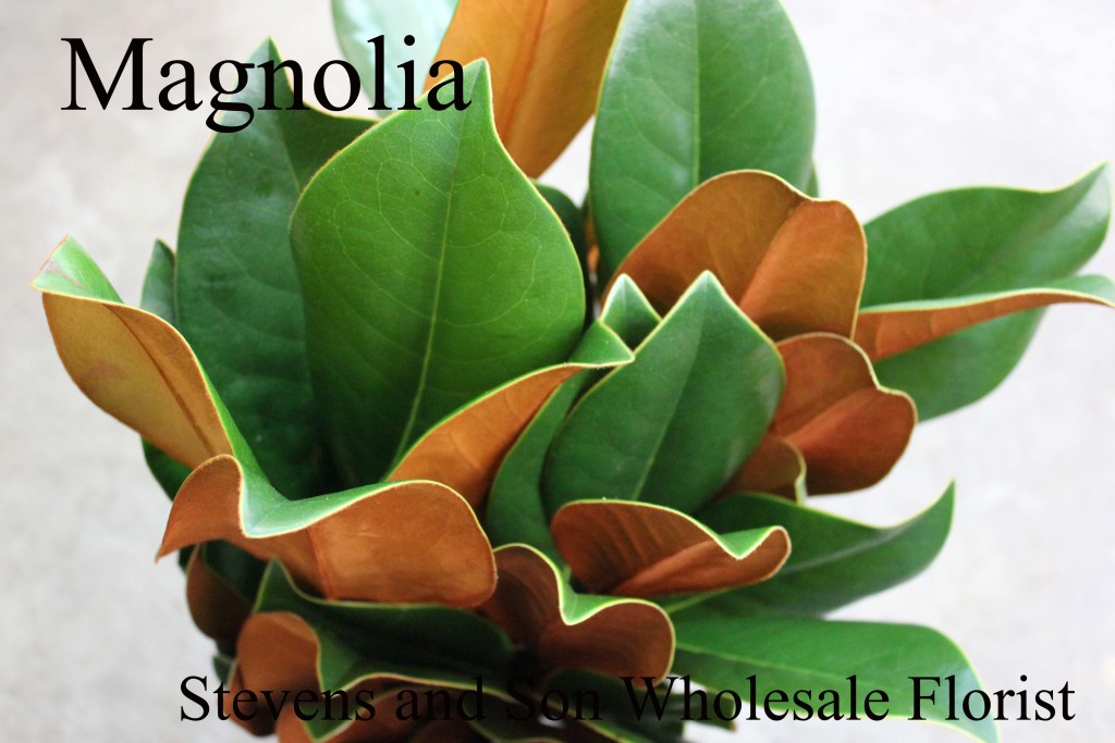 Magnolia - Photo Credit Allison Linder