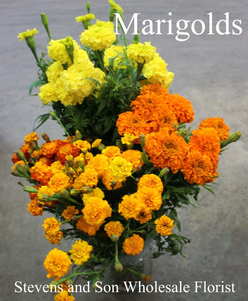 Marigolds - Photo credit Allison Linder
