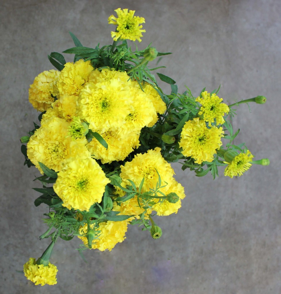 Marigolds - Yellow - Photo credit Allison Linder