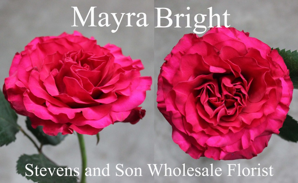 Mayra Bright - Photo Credit Allison Linder
