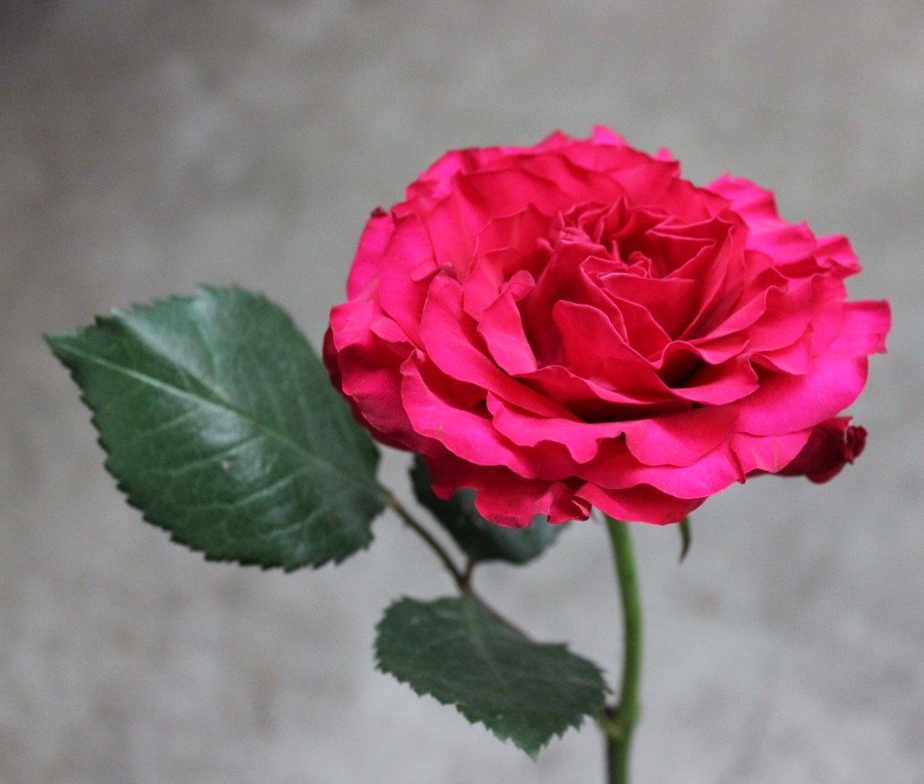 Mayra Bright Stevens and Son Wholesale Florist