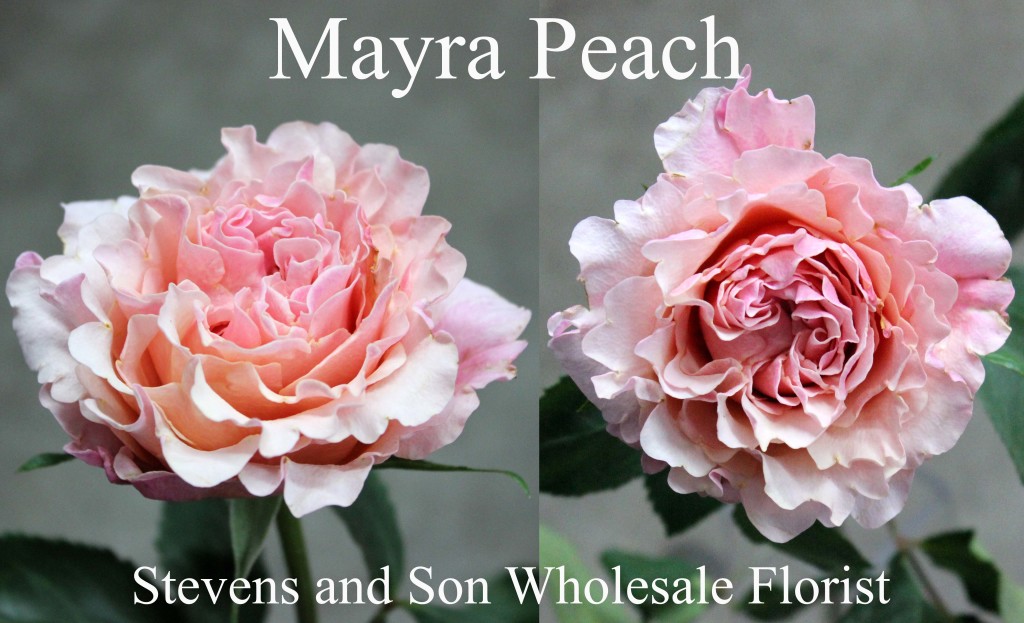 Mayra Peach - Photo Credit Allison Linder