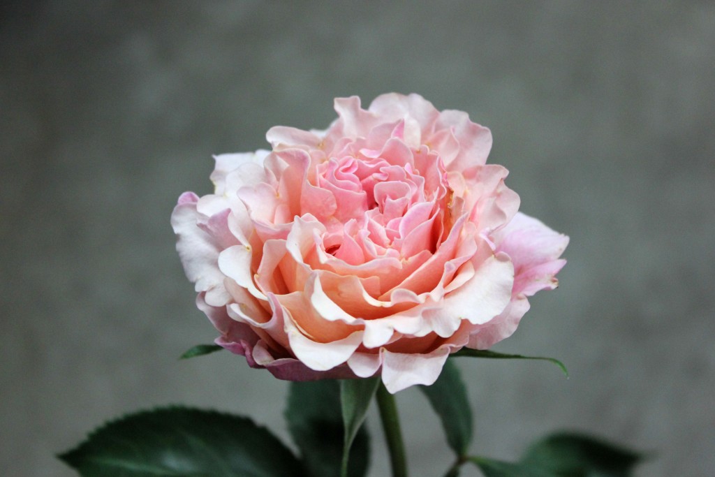 Mayra Peach - Side - Photo Credit Allison Linder