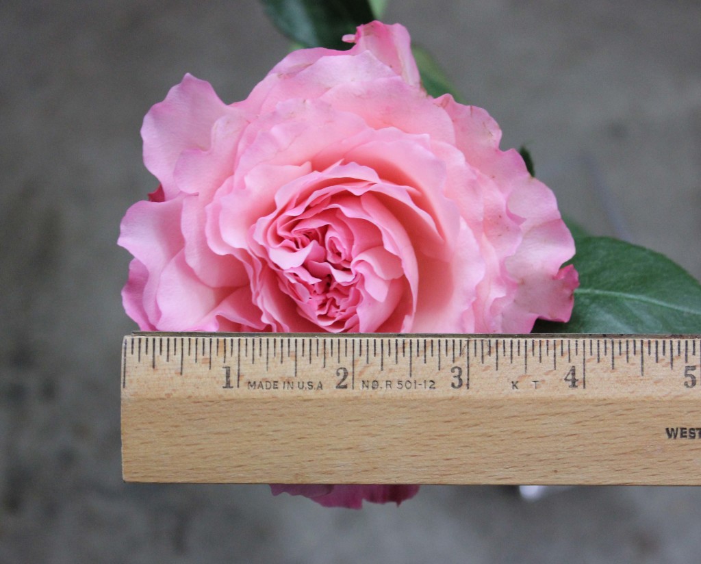 Mayra Pink - Measured - Photo Credit Allison Linder