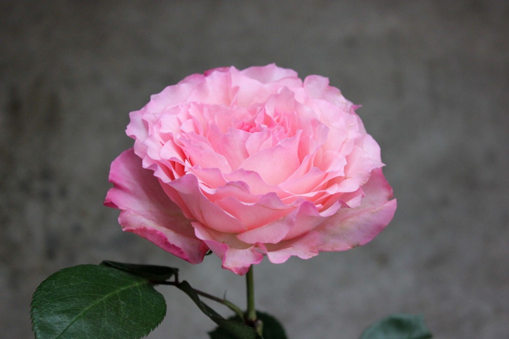 Mayra Pink - Side - Photo Credit Allison Linder