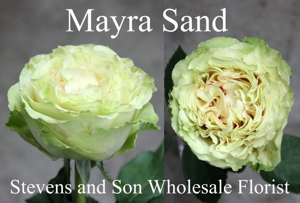 Mayra Sand - Photo Credit Allison Linder