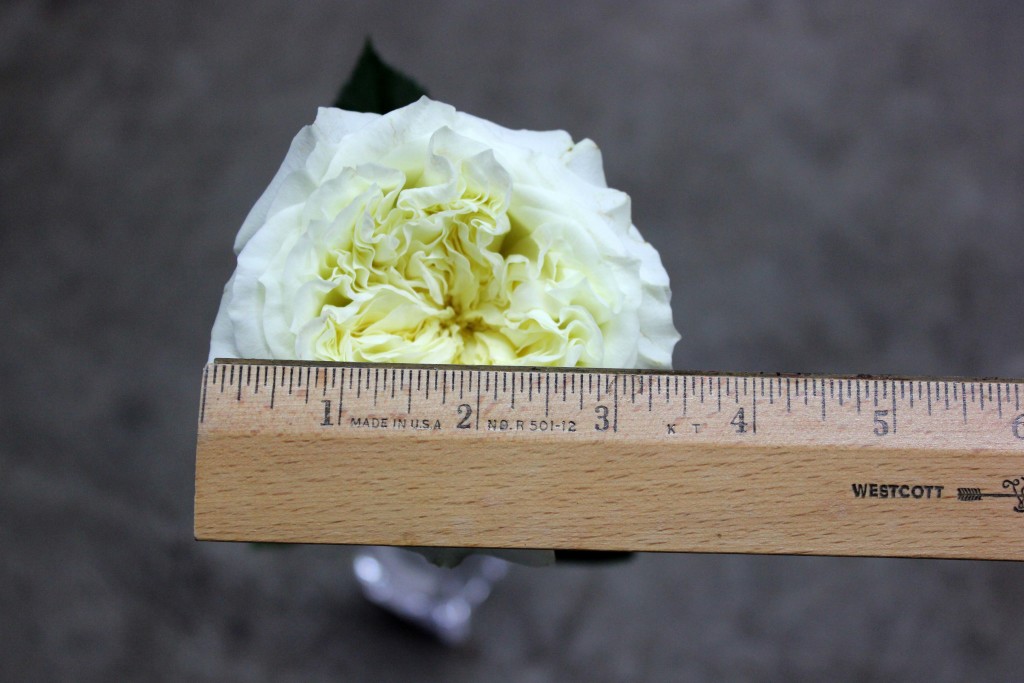 Mayra White - Measured - Photo Credit Allison Linder